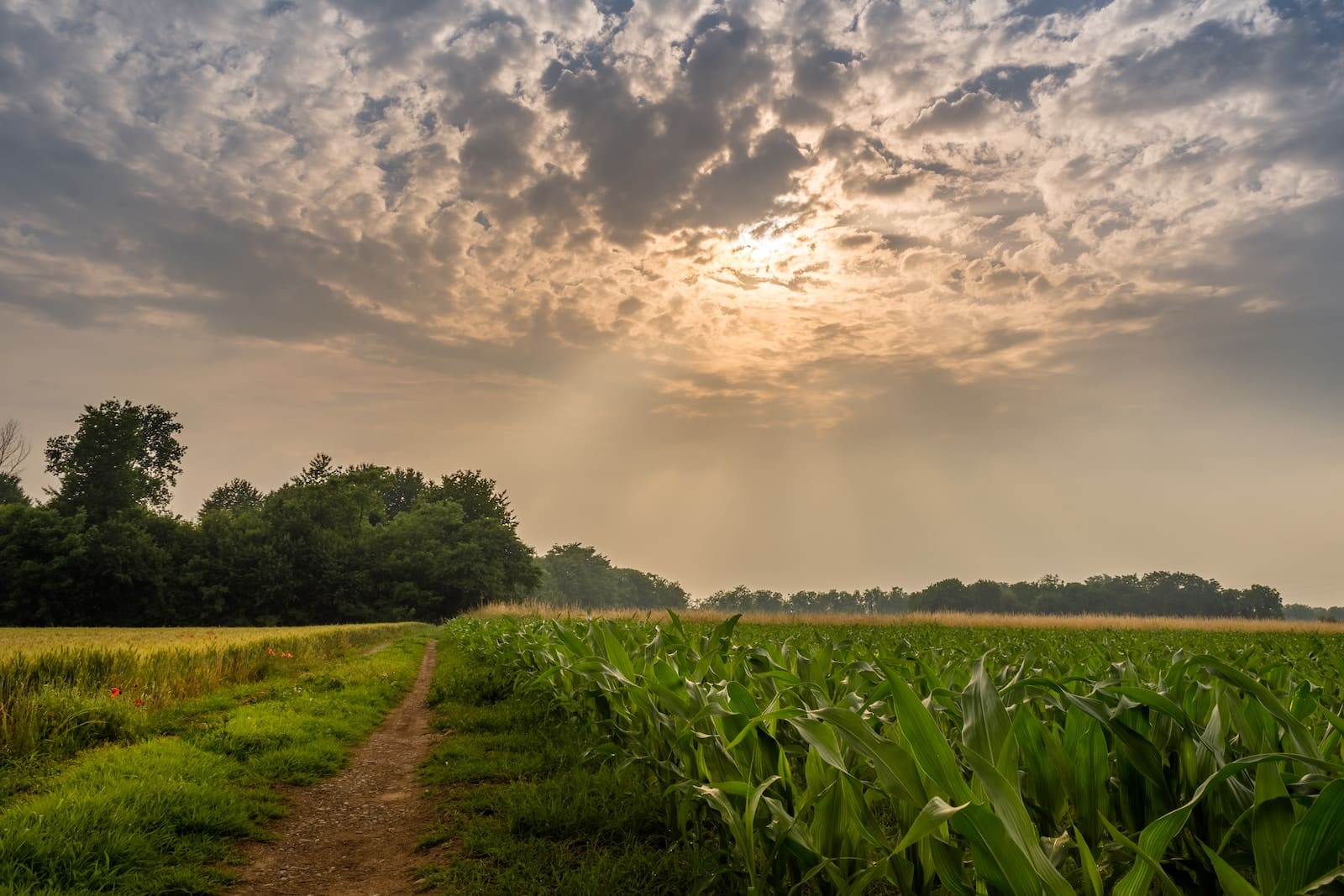green grass field under cloudy sky during daytime